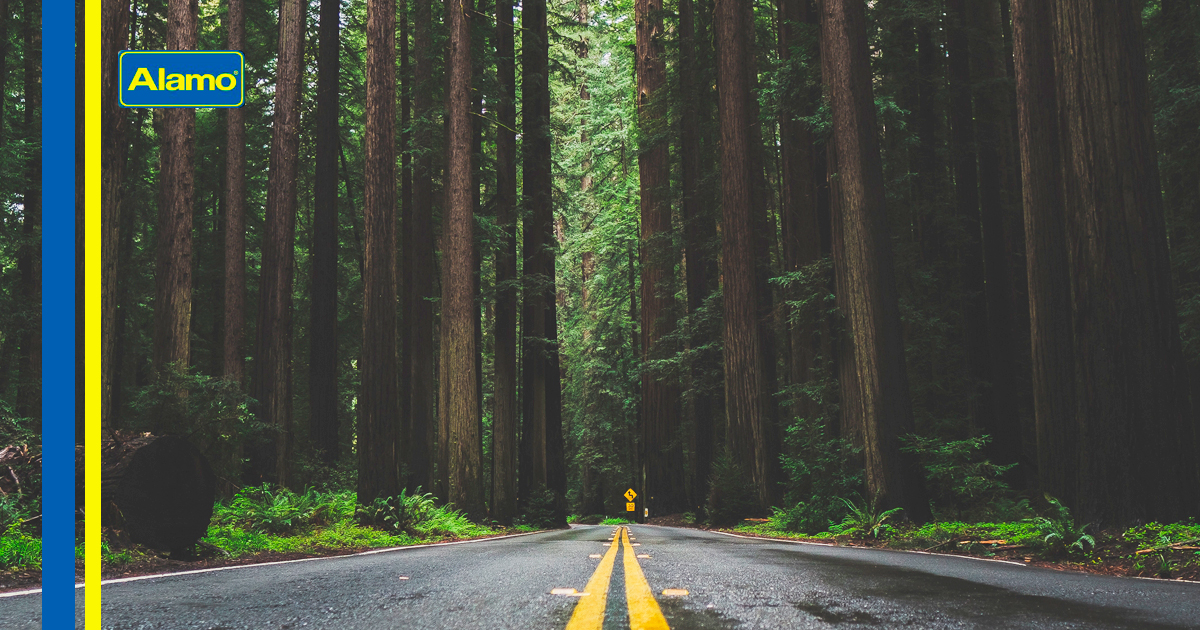Ruta para conocer la Avenida de los Gigantes en California